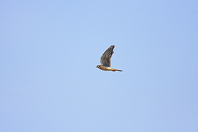 American Kestrel (Falco sparverius) [Península Campos (Manzanillo), Mexico]