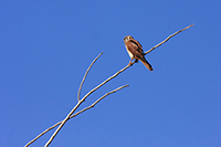 American Kestrel (Falco sparverius) [Campos el Molino (Aguascalientes), Mexico]
