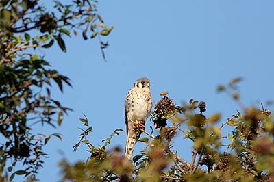 American Kestrel (Falco sparverius) [Arroyo El Trapiche (col), Mexico]