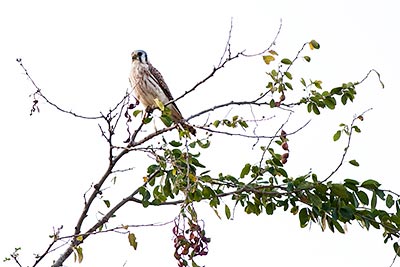 American Kestrel (Falco sparverius) [Camino El Chanal (Colima), Mexico]