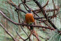 American Robin (Turdus migratorius) [Bosque Primavera (Guadalajara), Mexico]