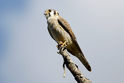American Kestrel (Falco sparverius) [Rancho Primavera (El Tuito - jal), Mexico]