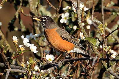 American Robin (Turdus migratorius) [La Cima (cdmx), Mexico]