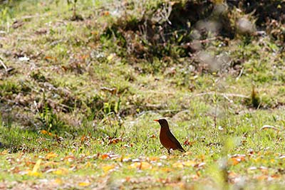 American Robin (Turdus migratorius) [Las Joyas (Manantlán - jal), Mexico]