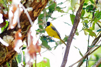 Audubon's Oriole (Icterus graduacauda) [Las Joyas (Manantlán - jal), Mexico]