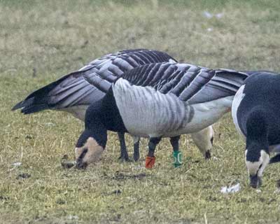 Barnacle Goose (Branta leucopsis) [Amager Fælled, Denmark]