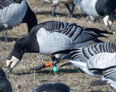 Barnacle Goose (Branta leucopsis) [Kalvebod Fælled, Denmark]