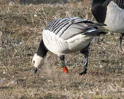 Barnacle Goose (Branta leucopsis) [Kalvebod Fælled, Denmark]