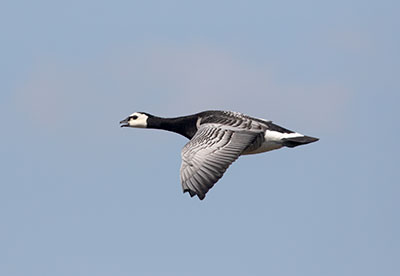 Barnacle Goose (Branta leucopsis) [Kalvebod Fælled, Amager, Denmark]