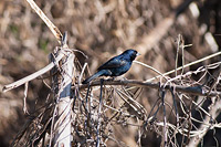Blue-black Grassquit