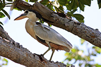 Boat-billed Heron (Cochlearius cochlearius) [Reserva de la Biosfera Ría Lagartos, Mexico]