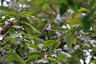 Brown-backed Solitaire