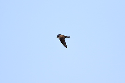 Black-capped Swallow