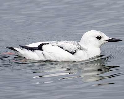 Black Guillemot (Cepphus grylle) [Rungsted Havn, Denmark]