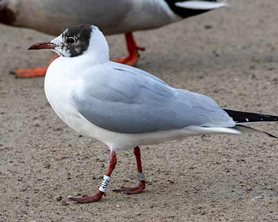 Black-headed Gull (Chroicocephalus ridibundus) [Christianshavns vold og voldgrav, Denmark]