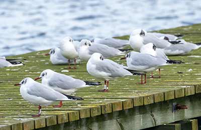 Black-headed Gull (Chroicocephalus ridibundus) [Søstjernen (Amager Strand), Denmark]