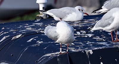 Black-headed Gull (Chroicocephalus ridibundus) [Dragør Havn, Denmark]