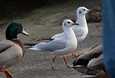 Black-headed Gull (Chroicocephalus ridibundus) [Dragør Havn, Denmark]