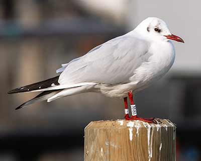 Black-headed Gull (Chroicocephalus ridibundus) [Dragør, Denmark]