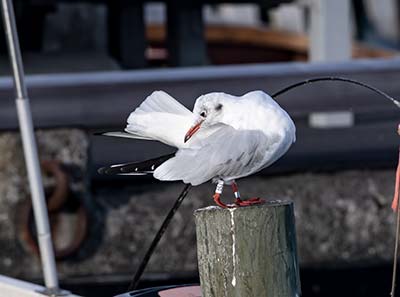 Black-headed Gull (Chroicocephalus ridibundus) [Dragør Havn, Denmark]