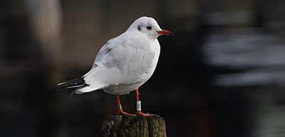 Black-headed Gull (Chroicocephalus ridibundus) [Dragør Havn, Denmark]