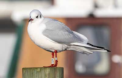 Black-headed Gull (Chroicocephalus ridibundus) [Dragør Havn, Denmark]