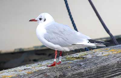 Black-headed Gull (Chroicocephalus ridibundus) [Dragør Havn, Denmark]