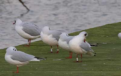 Black-headed Gull (Chroicocephalus ridibundus) [Søstjernen (Amager Strand), Denmark]