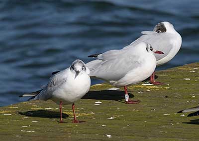 Black-headed Gull (Chroicocephalus ridibundus) [Søstjernen (Amager Strand), Denmark]