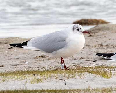Black-headed Gull (Chroicocephalus ridibundus) [Amager Strandpark, Denmark]