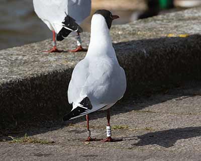 Black-headed Gull (Chroicocephalus ridibundus) [Tårnby Bypark, Denmark]