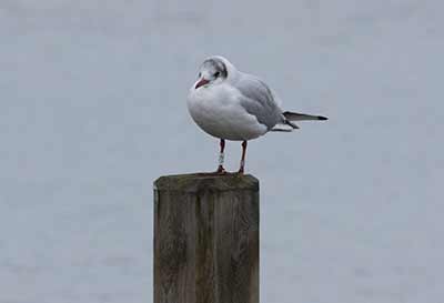 Black-headed Gull (Chroicocephalus ridibundus) [Christianshavns vold og voldgrav, Denmark]