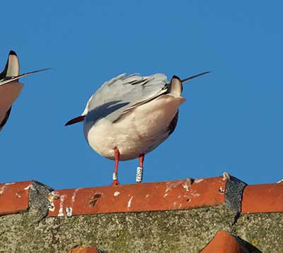 Black-headed Gull (Chroicocephalus ridibundus) [Dragør Havn, Denmark]