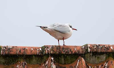 Black-headed Gull (Chroicocephalus ridibundus) [Dragør Havn, Denmark]