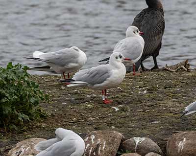 Black-headed Gull (Chroicocephalus ridibundus) [Søerne (København), Denmark]