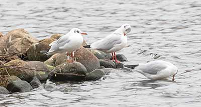 Black-headed Gull (Chroicocephalus ridibundus) [Søerne (København), Denmark]