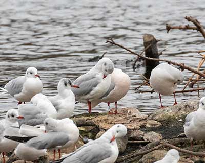 Black-headed Gull (Chroicocephalus ridibundus) [Søerne (København), Denmark]