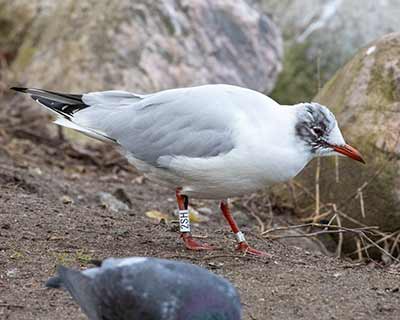 Black-headed Gull (Chroicocephalus ridibundus) [Christianshavns vold og voldgrav, Denmark]