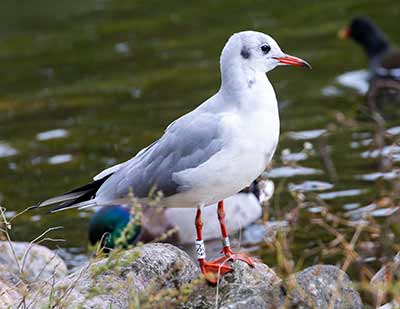 Black-headed Gull (Chroicocephalus ridibundus) [Christianshavns vold og voldgrav, Denmark]