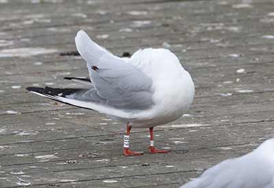 Black-headed Gull (Chroicocephalus ridibundus) [Søerne (København), Denmark]