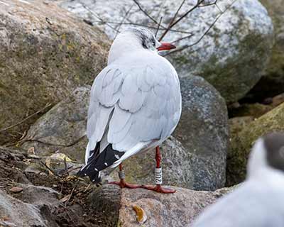 Black-headed Gull (Chroicocephalus ridibundus) [Christianshavns vold og voldgrav, Denmark]
