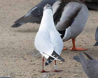 Black-headed Gull (Chroicocephalus ridibundus) [Christianshavns vold og voldgrav, Denmark]