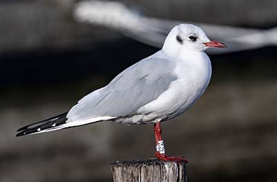 Black-headed Gull (Chroicocephalus ridibundus) [Dragør Havn, Denmark]