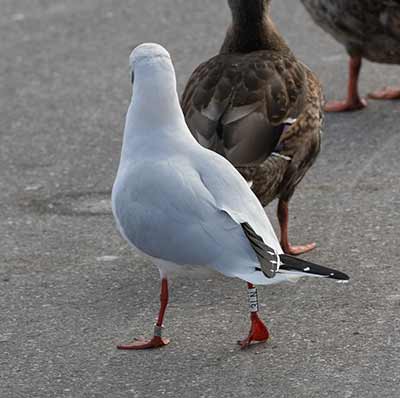 Black-headed Gull (Chroicocephalus ridibundus) [Dragør Havn, Denmark]