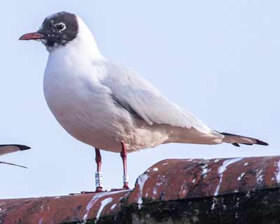 Black-headed Gull (Chroicocephalus ridibundus) [Dragør, Denmark]