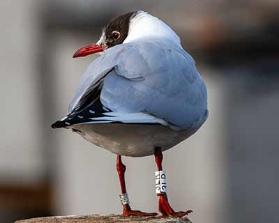 Black-headed Gull (Chroicocephalus ridibundus) [Dragør, Denmark]
