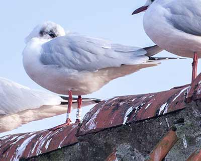 Black-headed Gull (Chroicocephalus ridibundus) [Dragør, Denmark]