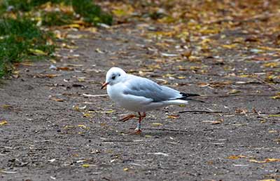 Black-headed Gull (Chroicocephalus ridibundus) [Søerne (København), Denmark]