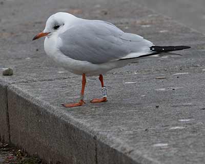 Black-headed Gull (Chroicocephalus ridibundus) [Søerne (København), Denmark]