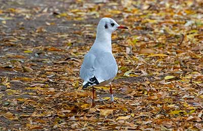 Black-headed Gull (Chroicocephalus ridibundus) [Søerne (København), Denmark]